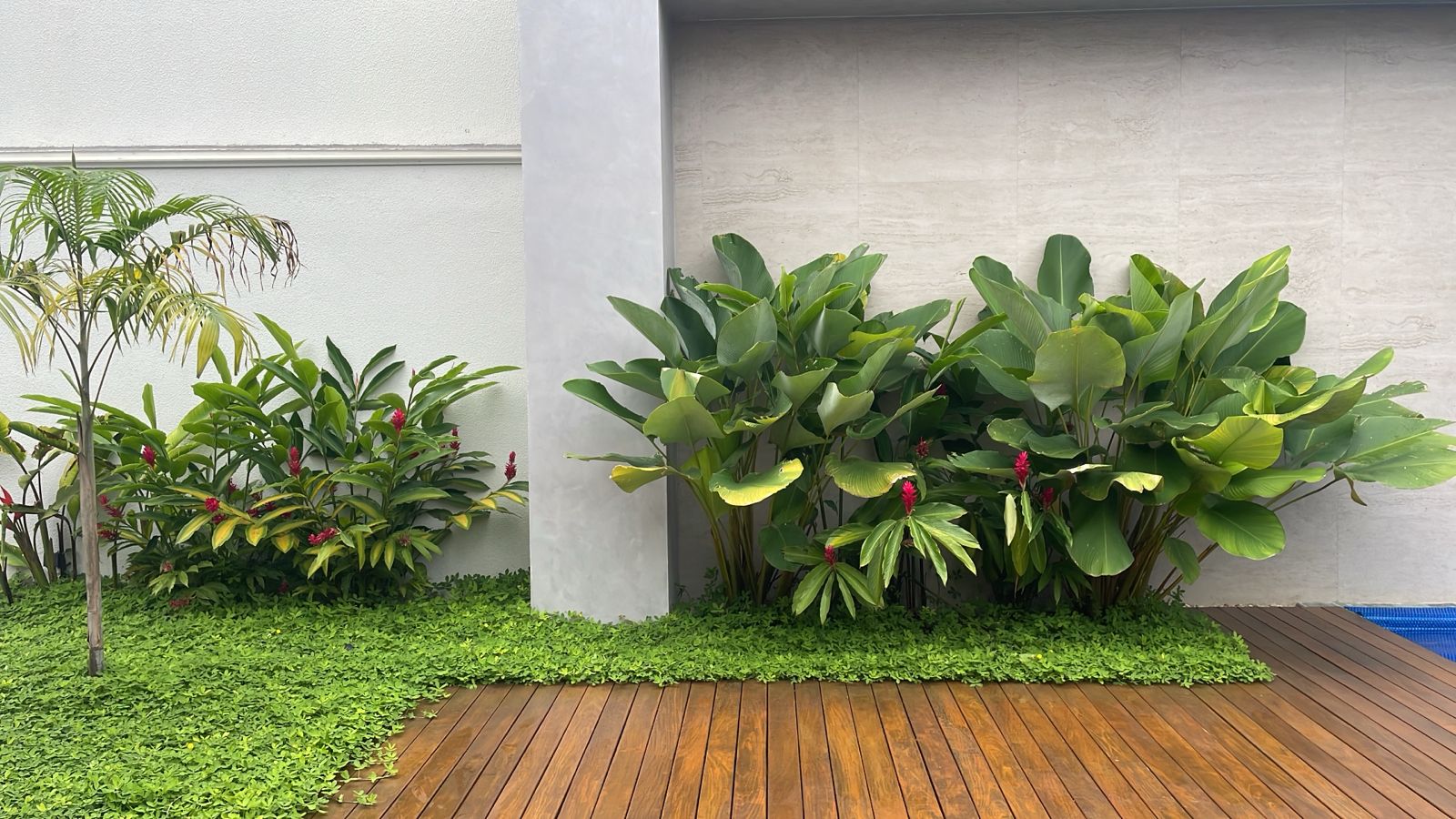 Pimenteiras ornamentais